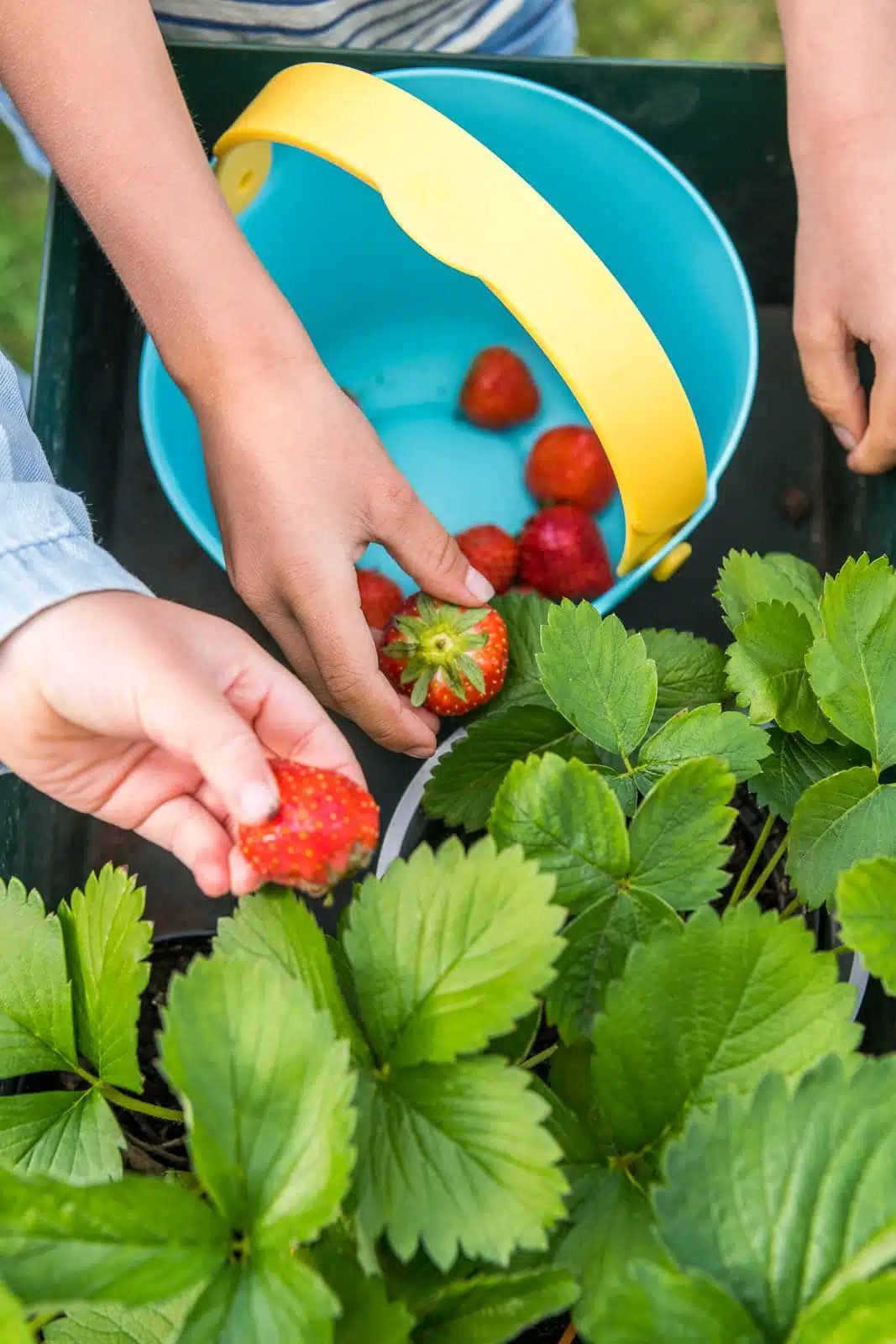 VEDRO SO SITKOM QUUT BUCKI GARDEN GREEN – Obrázok 12