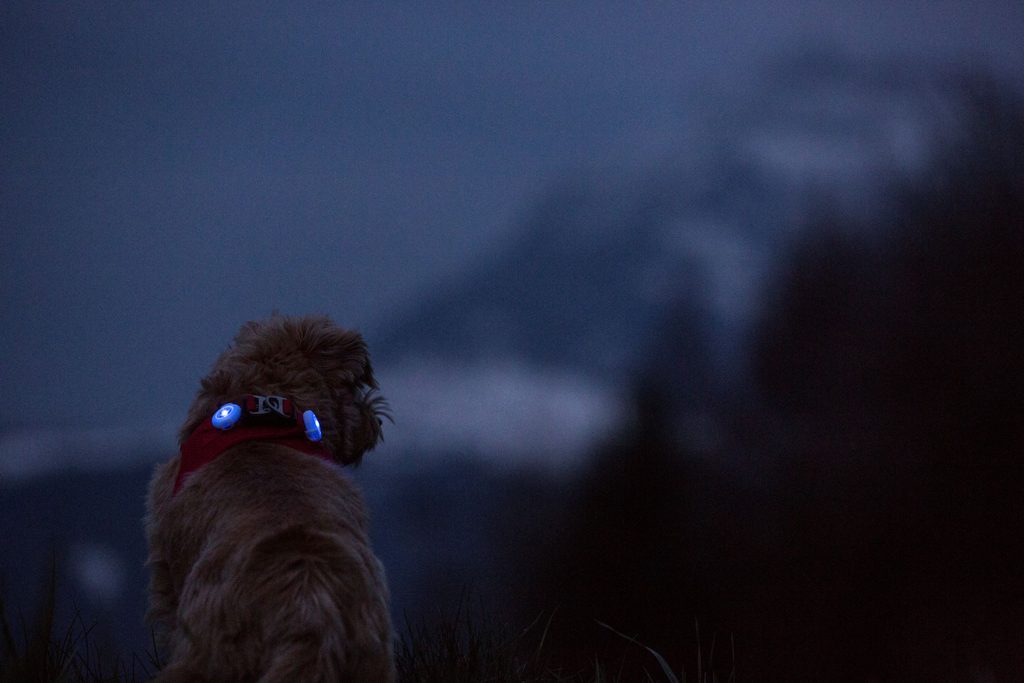 CURLI Luumi LED bezpečnostné svetielko na obojok RED – Obrázok 4