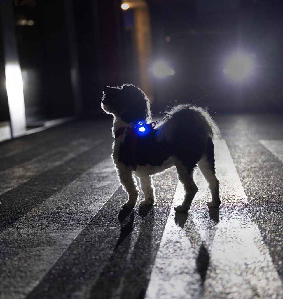 CURLI Luumi LED bezpečnostné svetielko dobíjacie na obojok BLUE – Obrázok 4