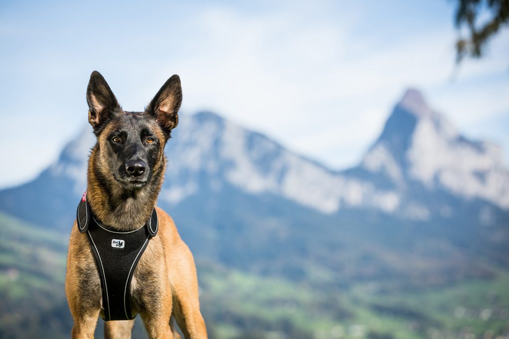 CURLI Postroj pre psov Belka Black XL , 30-45 kg – Obrázok 9