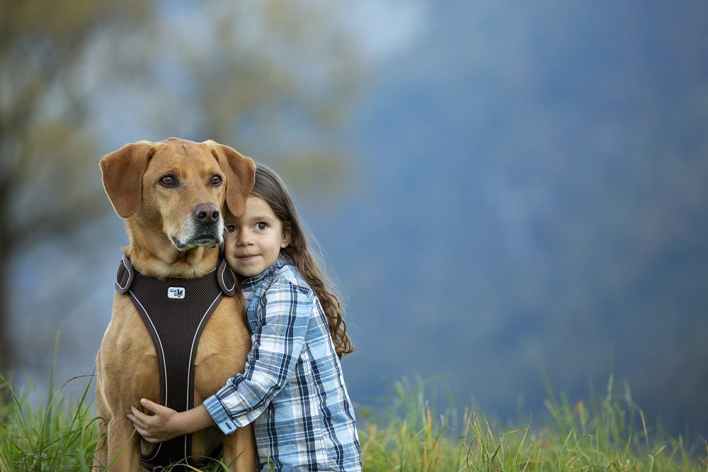 CURLI Postroj pre psov Belka Brown S, 15-25 kg – Obrázok 10