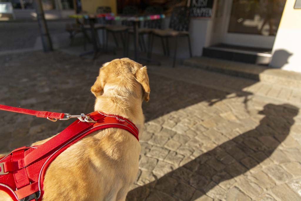 CURLI Postroj pre psov Belka Comfort Red M, 20-30 kg – Obrázok 11