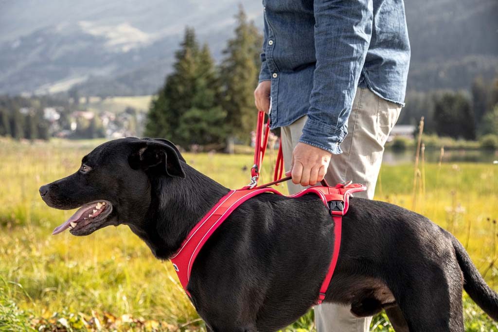CURLI Postroj pre psov Belka Comfort Red M, 20-30 kg – Obrázok 16