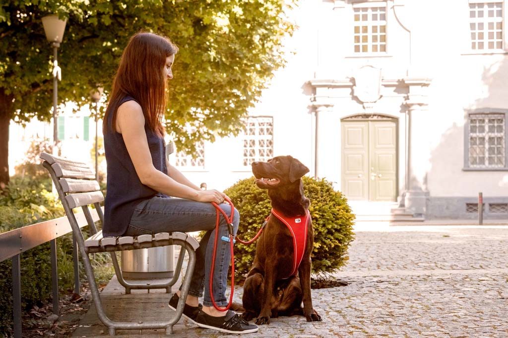 CURLI Postroj pre psov Belka Comfort Red M, 20-30 kg – Obrázok 22