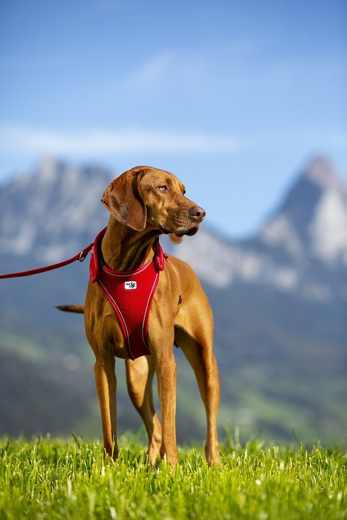 CURLI Postroj pre psov Belka Red L, 25-35 kg – Obrázok 10