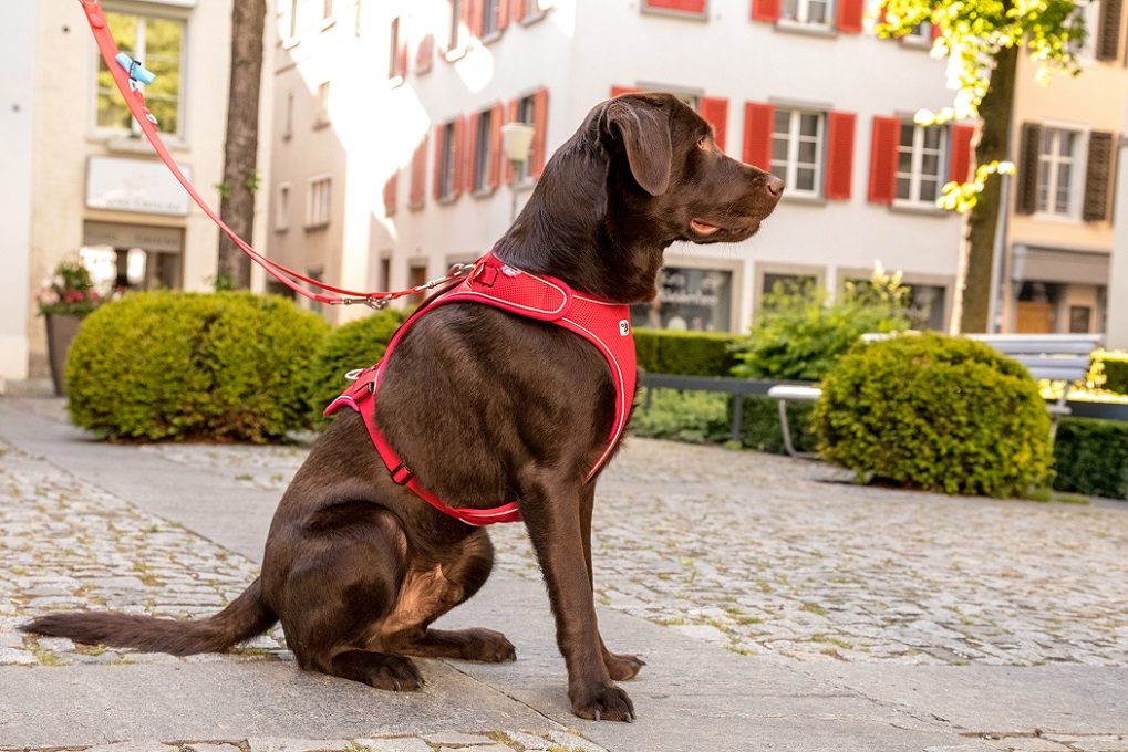 CURLI Postroj pre psov Belka Red M, 20-30 kg – Obrázok 11
