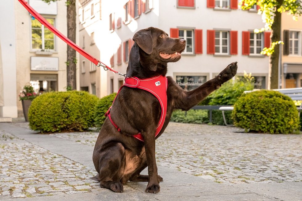 CURLI Postroj pre psov Belka Red M, 20-30 kg – Obrázok 10