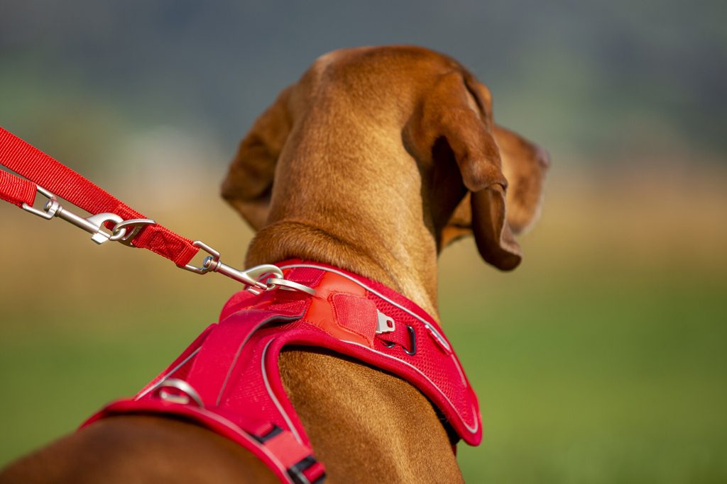CURLI Postroj pre psov Belka Red XL 30-45 kg – Obrázok 9