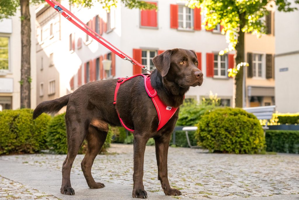 CURLI Postroj pre psov Belka Red XL 30-45 kg – Obrázok 10