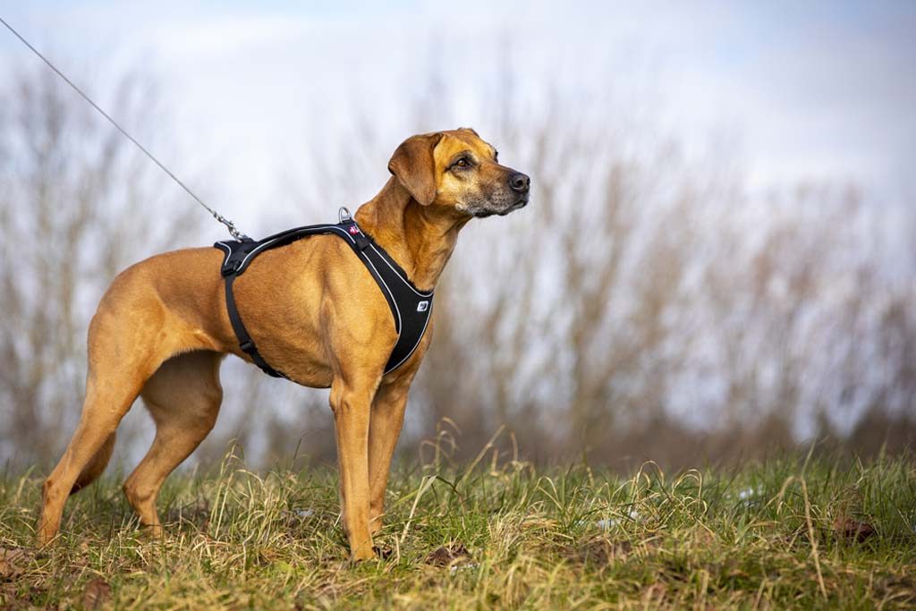 CURLI Ultra silné vreckové vodítko pre psov S 110 cm – Obrázok 5