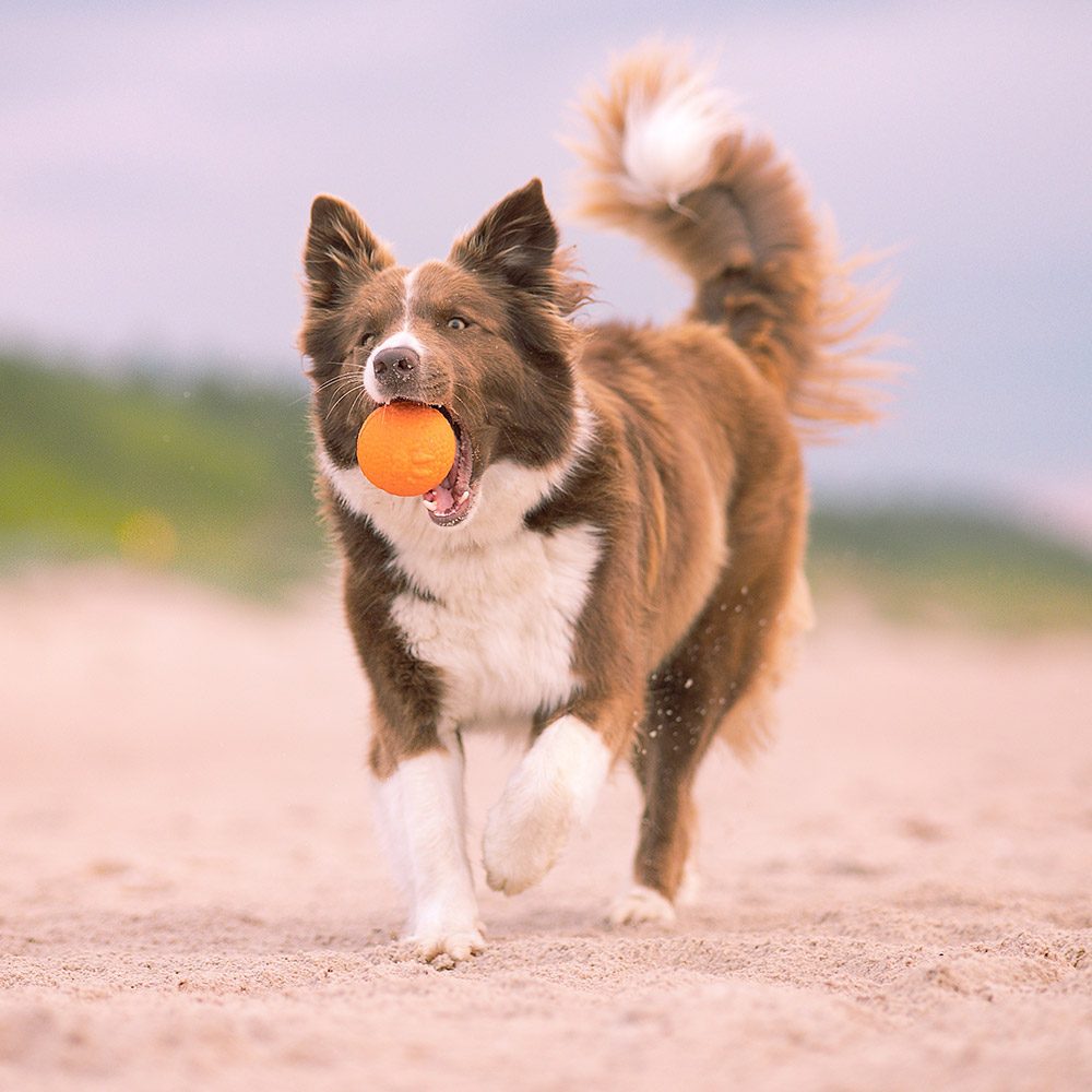 EXPLORER DOG AirBall Oranžový 8 cm – Obrázok 4