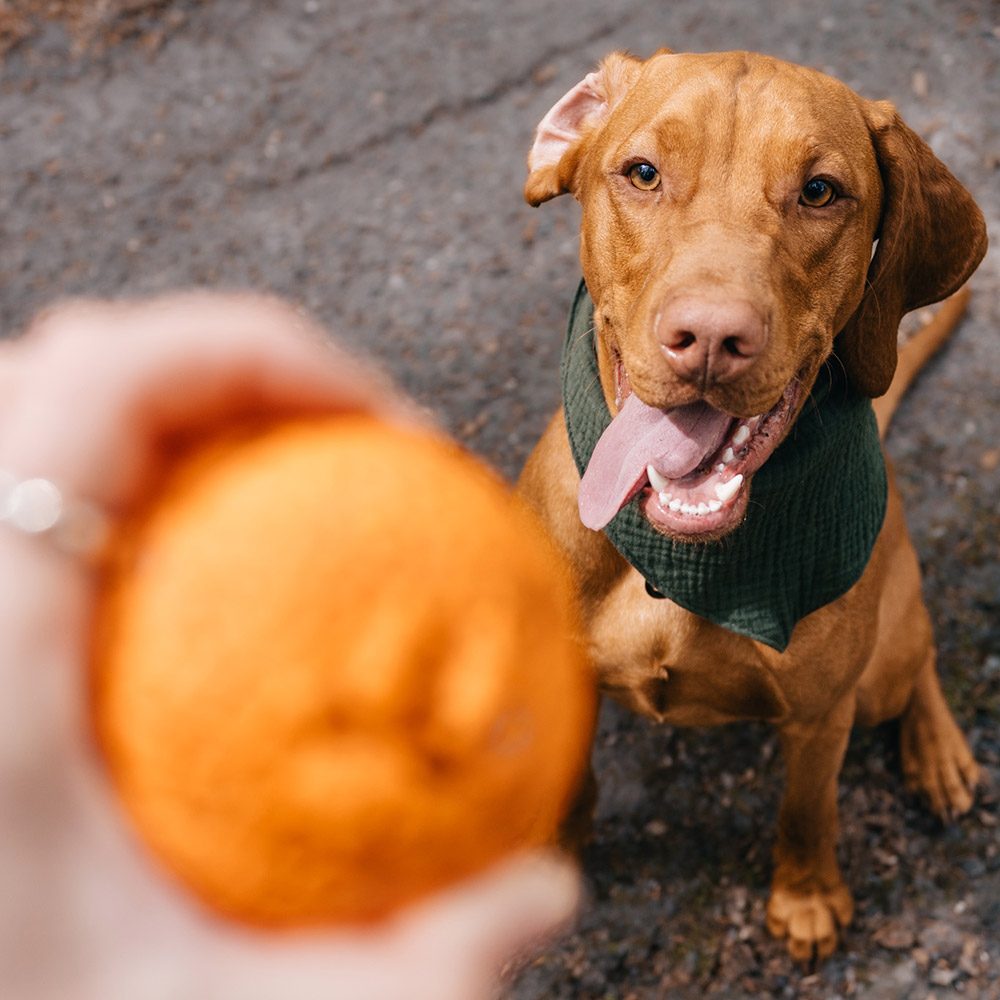 EXPLORER DOG AirBall Oranžový 8 cm – Obrázok 5