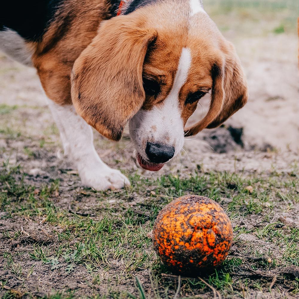EXPLORER DOG AirBall Oranžový 8 cm – Obrázok 6