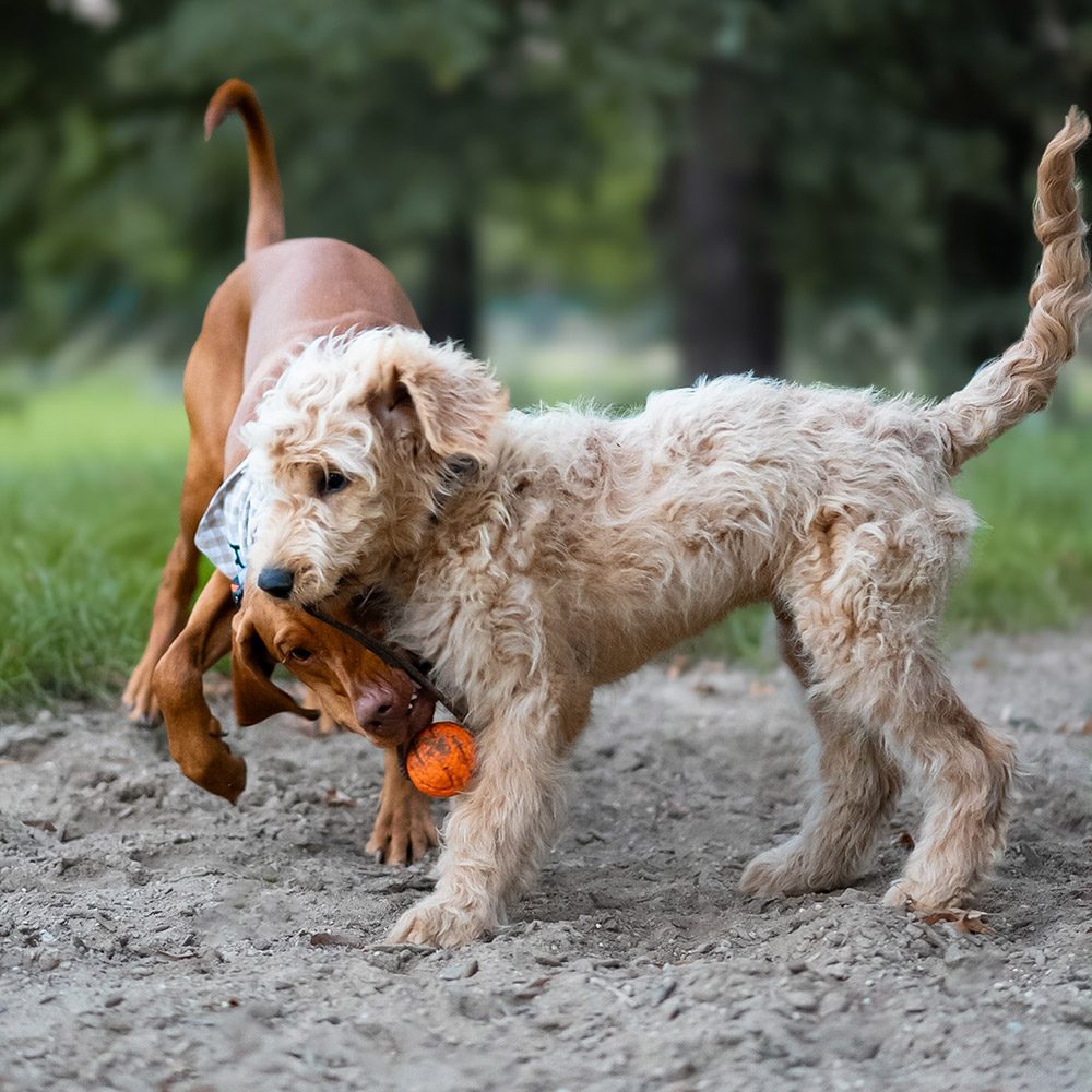 EXPLORER DOG AirBall Oranžový 8 cm – Obrázok 7