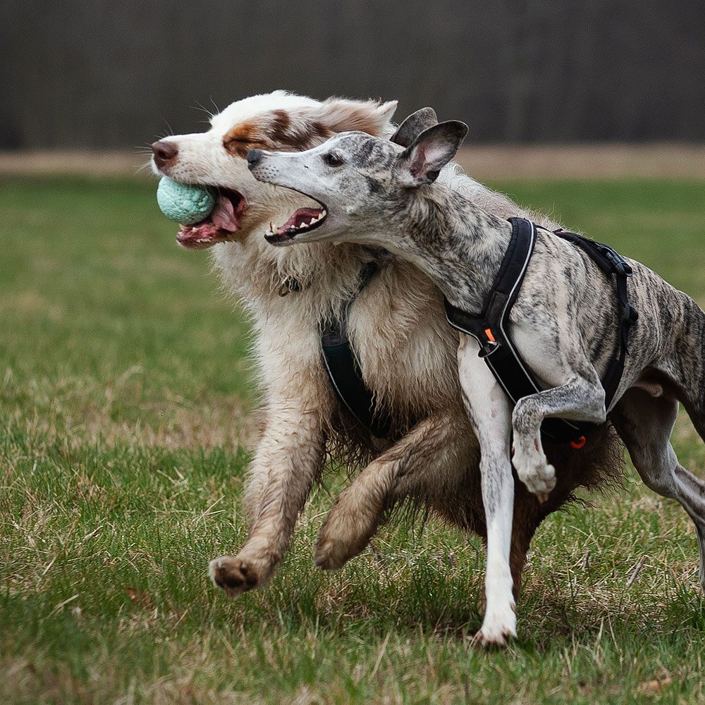 EXPLORER DOG Airball Tyrkysový 8 cm – Obrázok 4