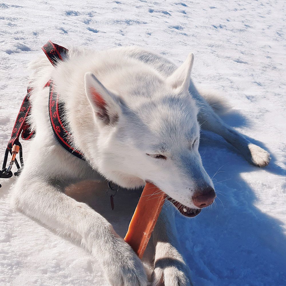 EXPLORER DOG Himalájska maškrta M – Obrázok 6