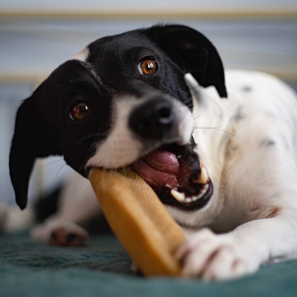 EXPLORER DOG Himalájska maškrta S – Obrázok 4