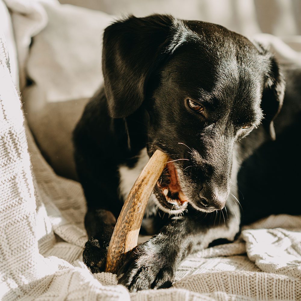 EXPLORER DOG Žuvací jelení paroh M tvrdý – Obrázok 7