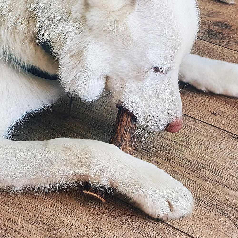 EXPLORER DOG Žuvací jelení paroh XXL mäkký – Obrázok 6